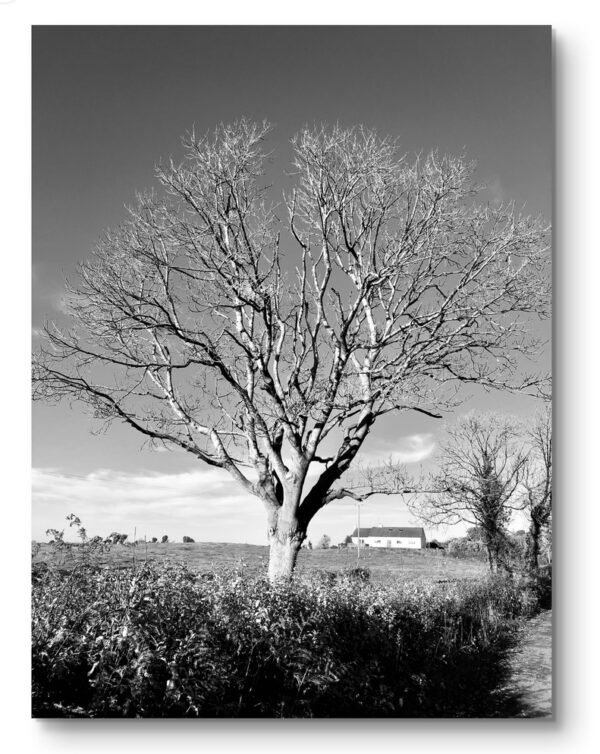 Tomona, Lough Derg